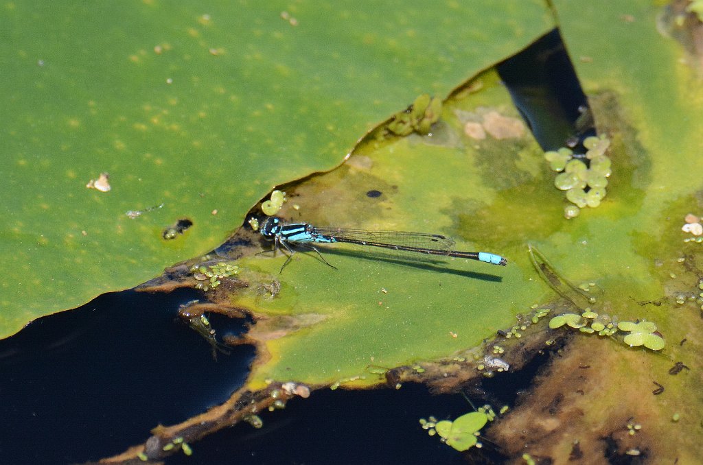 094 2013-06203331 Stony Brook Wildlife Sanctuary, MA.JPG - Skimming Bluet (Enallagma geminatum) Damselfly. Stony Brook Wildlife Sanctuary, MA, 6-20-2013